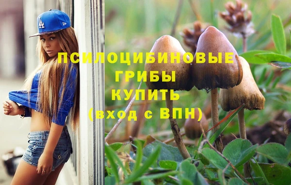 прущие грибы Горно-Алтайск